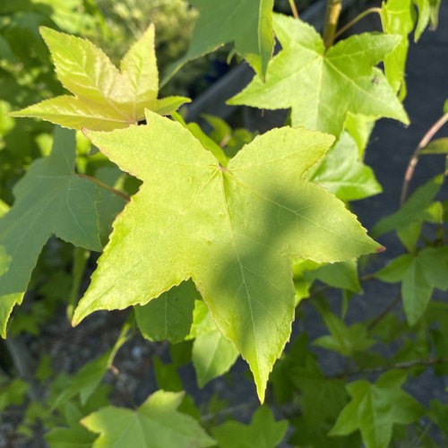Liquidambar styraciflua sweet - styraciflua,
