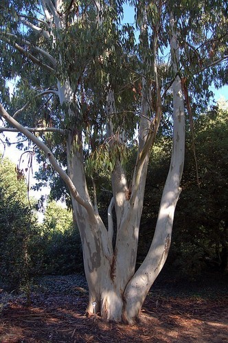 Eucalyptus dalrympleana - dalrympleana,