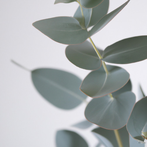 Eucalyptus red box silver - eucalyptus,