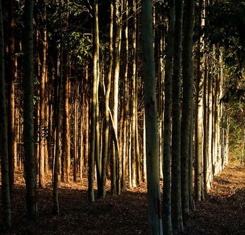 Eucalyptus globulus ssp - globulus,
