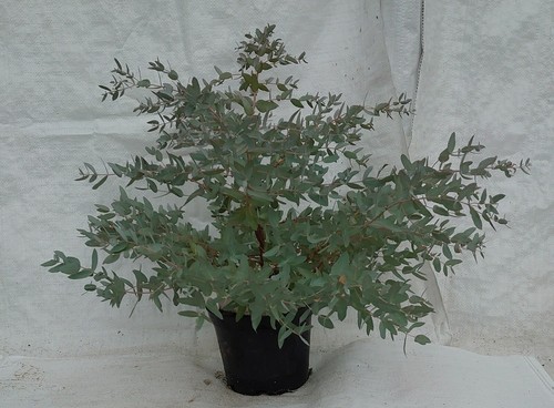 Hardy eucalyptus cider gum e - cider,