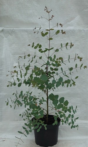 Hardy eucalyptus cider gum e - hardy, gum,