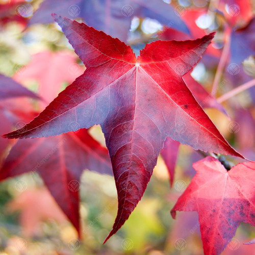 Liquidambar styraciflua lane - liquidambar, 'lane
