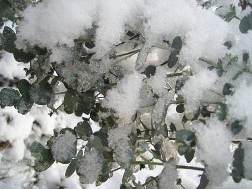 Eucalyptus gunnii azura cagire - azura,