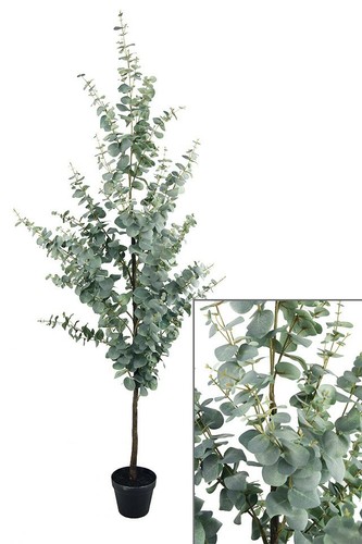 180cm large blue gum potted - blue,