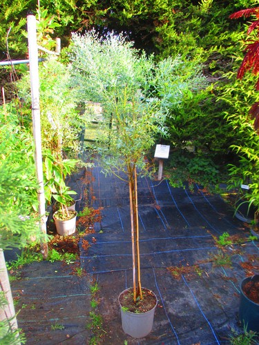 5ft inc pot - , inc.