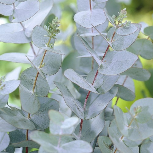 Cider gum tree outdoor - gum,