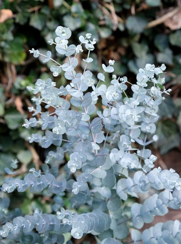 Eucalyptus gunnii seeds - gunnii,