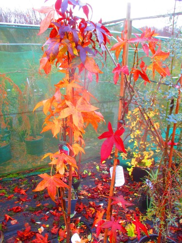 6ft inc pot hardy - 6ft, inc.