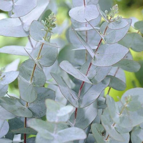 Eucalyptus gunnii cider - –,