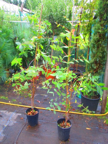 5ft inc pot tasmanian - inc.,