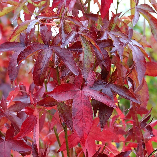 Liquidambar slender silhouette - slender,