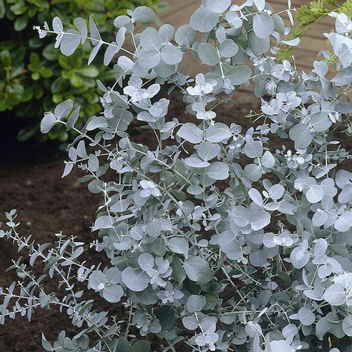 Eucalyptus gunnii cider - cider, gum