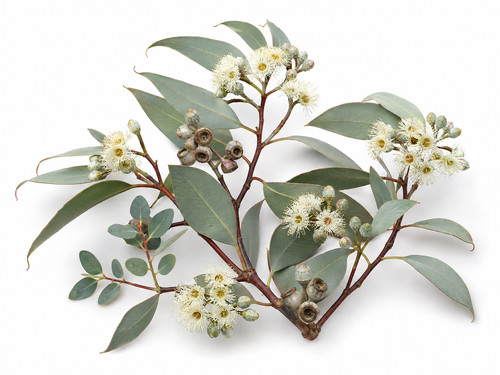 Tasmanian snow gum tree - gum, seeds