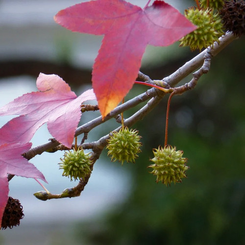 Liquidambar formosana chinese - formosana, (chinese