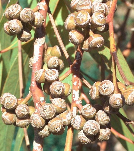 Eucalyptus trabutii 20 30cm - eucalyptus,