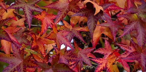 Liquidambar sweet gum trees - liquidambar,