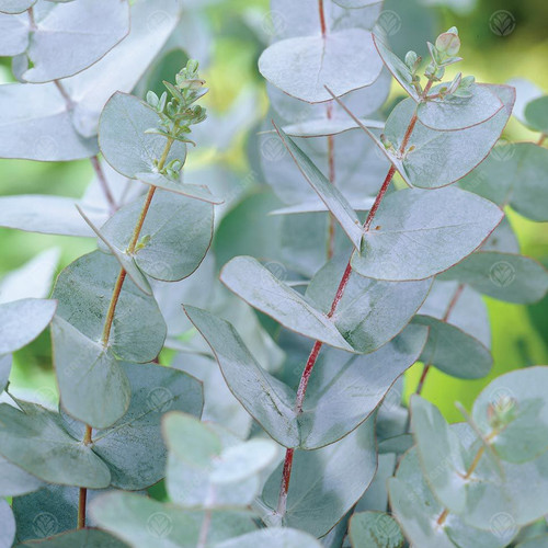 Eucalyptus gunnii azura - 'azura', |
