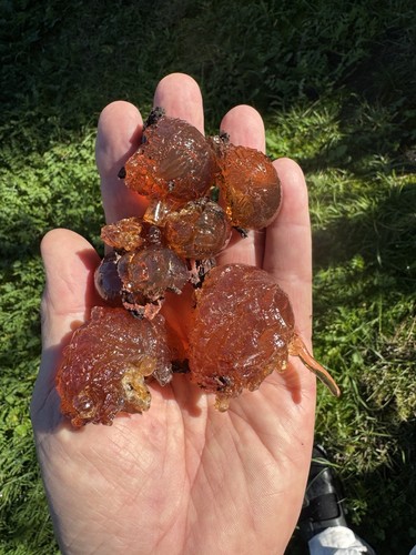 Golden wattle resin 100 - , bulk