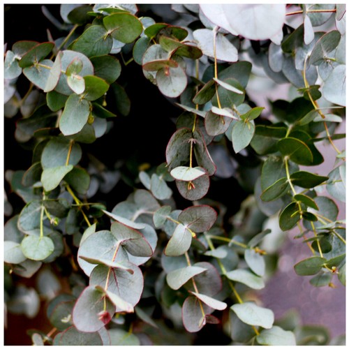 Eucalyptus gunnii cider gum - gunnii,