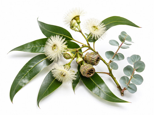 Tasmanian blue gum - tasmanian, tree
